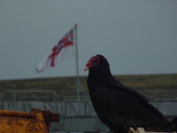 Turkey Vulture