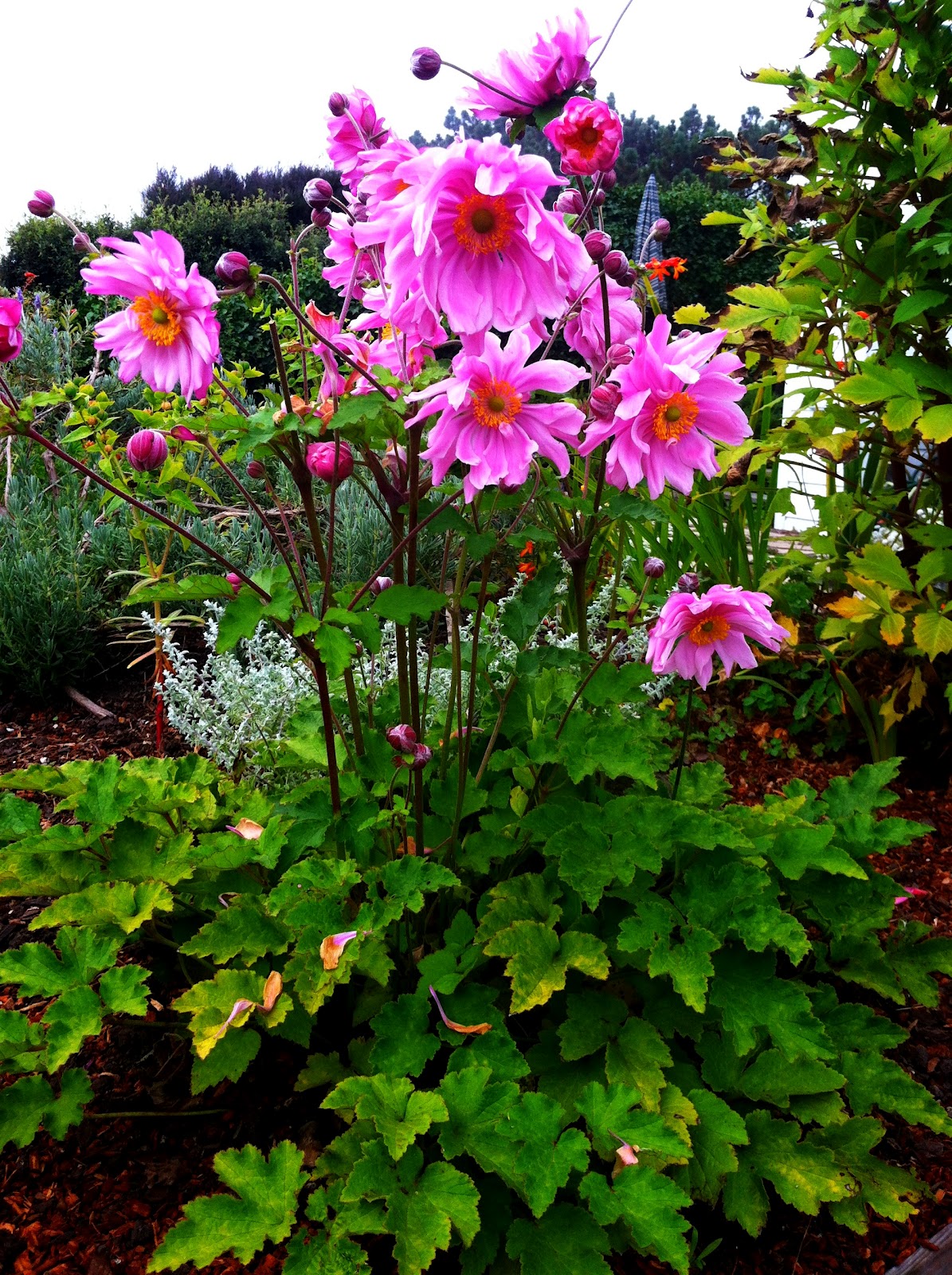 Grow It Now Fall Bloomers!