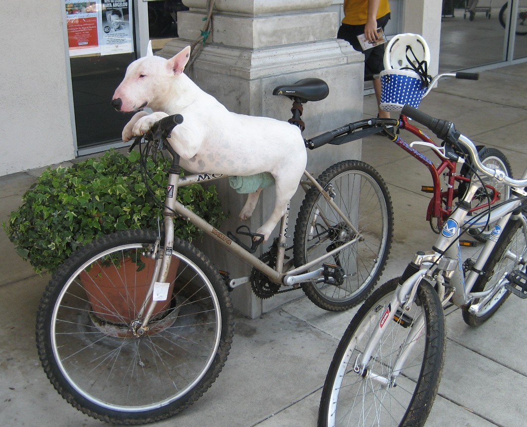 Dogs On Bicycles