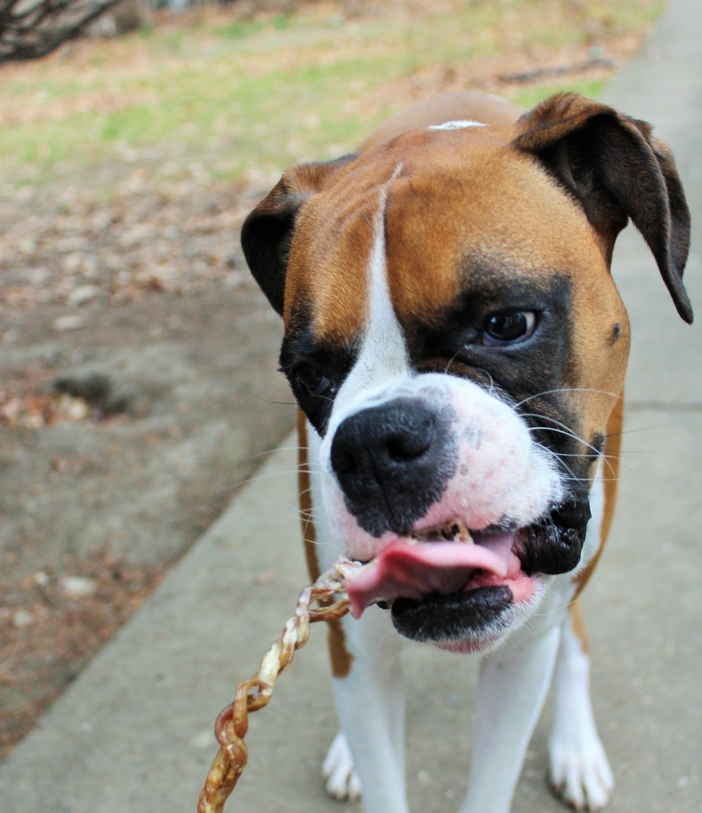 Dog Madness Alle's Tongue & Taste Buds Are Twisting In Delight Over