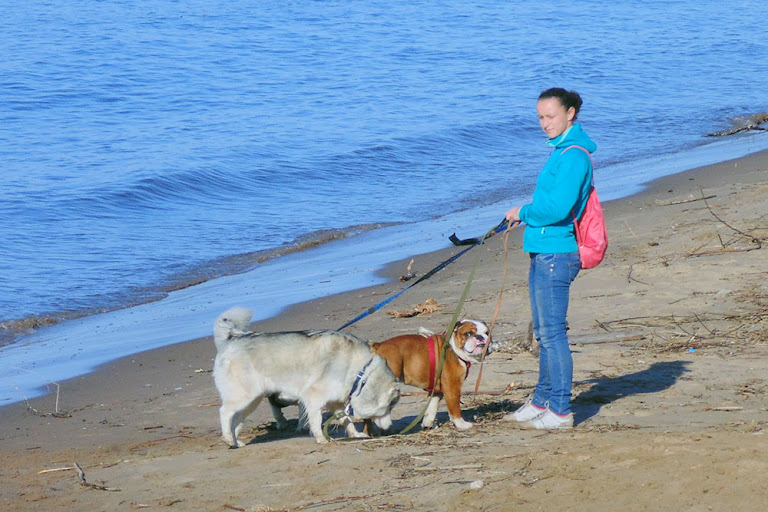 Три собаки на пляжу