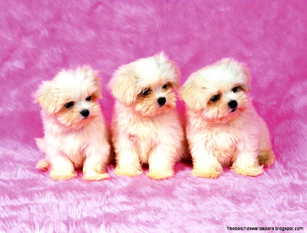 Tumblr Cute Puppy Backgrounds Tumblr Cute Puppy Backgrounds