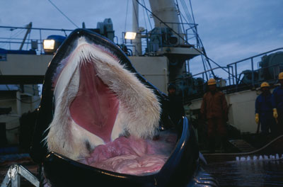 Baleen Whale Teeth