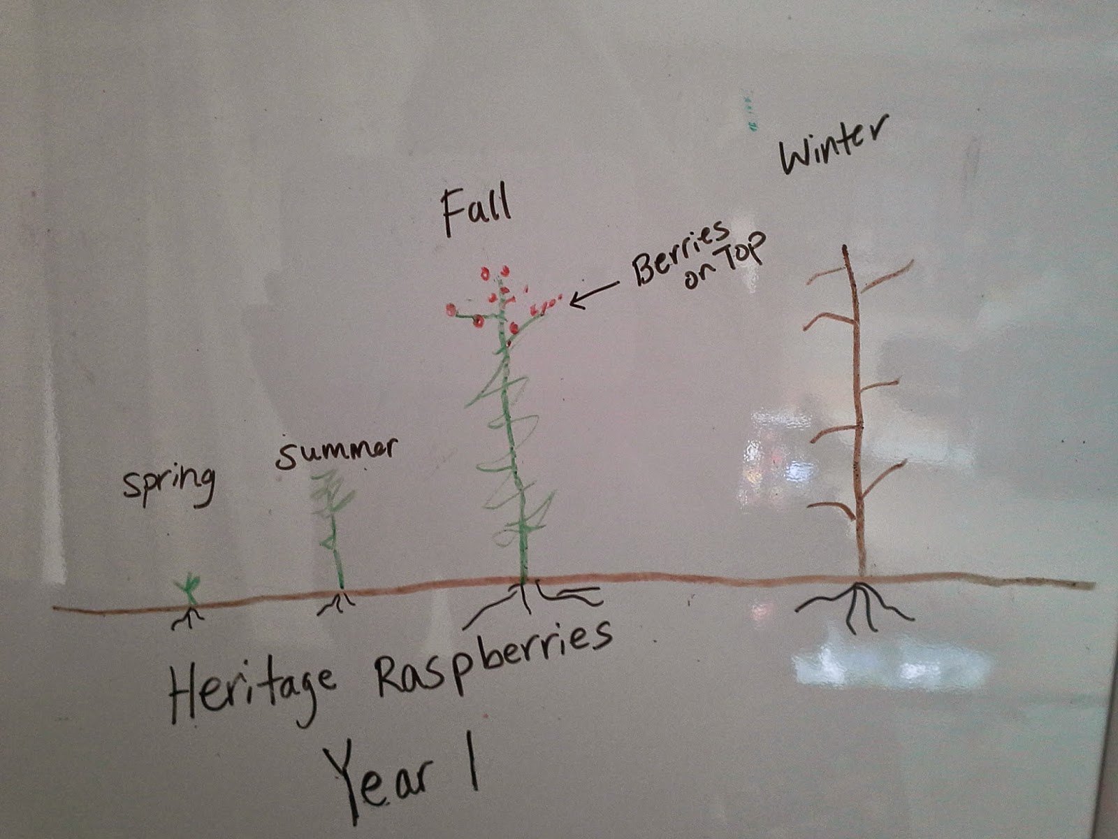 How to Properly Prune Fall Bearing Raspberries The Suburban Jungle