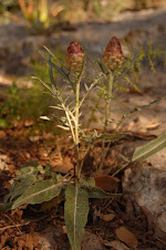 leuzea conifera