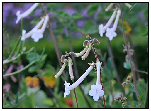 The Green Fingered Blog Plants Flowering In Winter Thanks To The