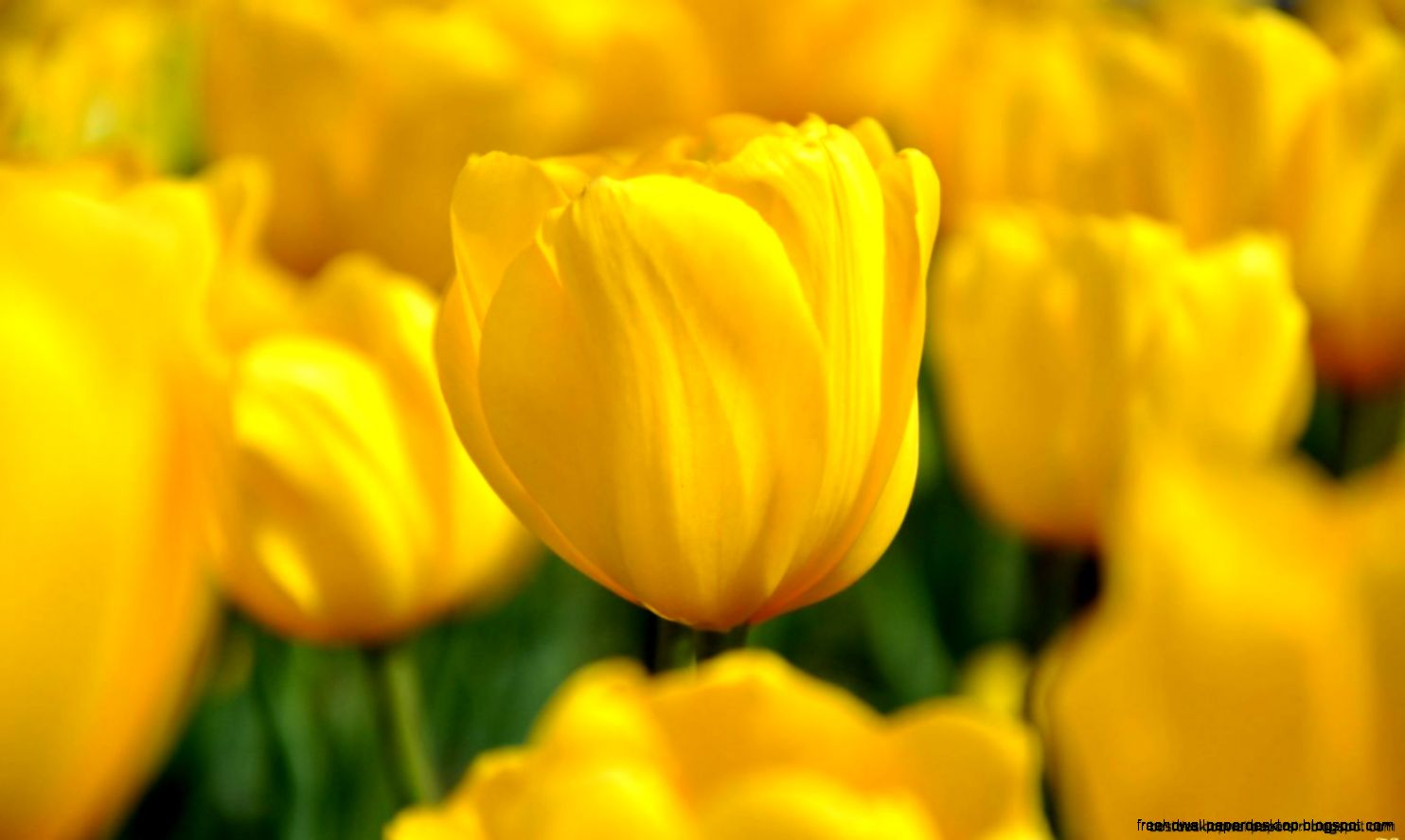 Tulips Yellow Nature Spring Hd Wallpaper Best Desktop Wallpapers Tulips Yellow Nature Spring Hd Wallpaper Best Desktop Wallpapers