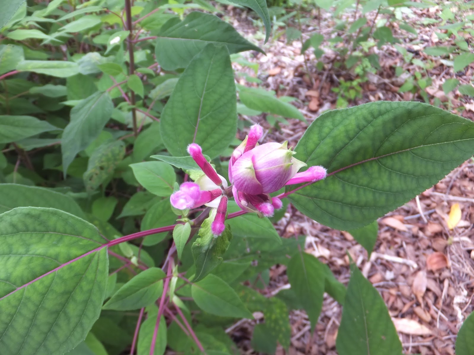 Ruellia Brittoniana Purple Showers Mexican Petunia Or Ruellia