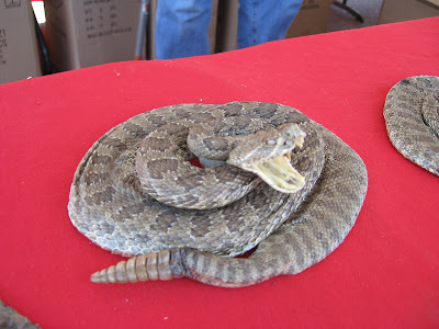 Frankly Speaking: Rattlesnake Derby, Mangum, Oklahoma