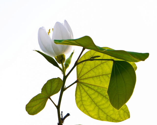 A mountain ebony flower (Kanchan in Bengali) shot against the light