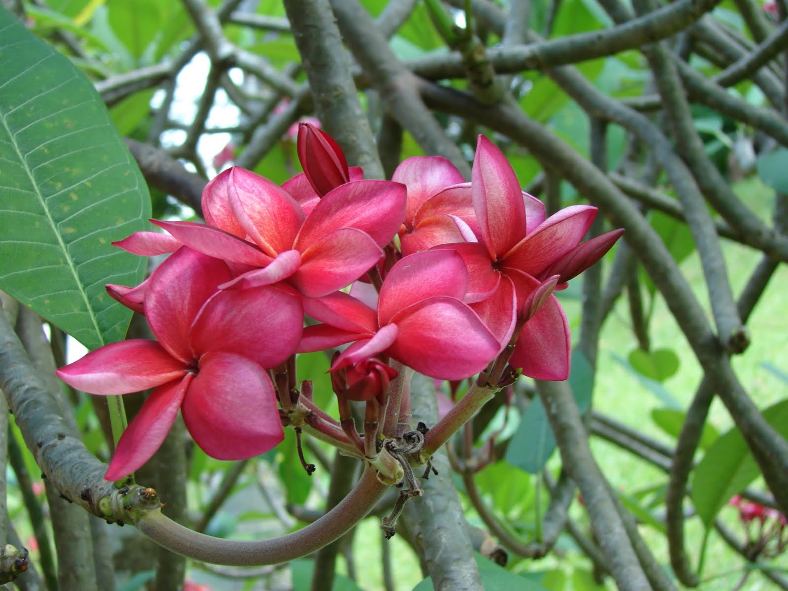 Shade Hopping Singapore Fling