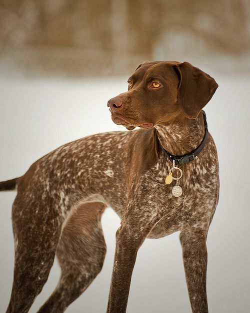 size and weight of german shorthaired pointer annie many medium sized dog breeds chart