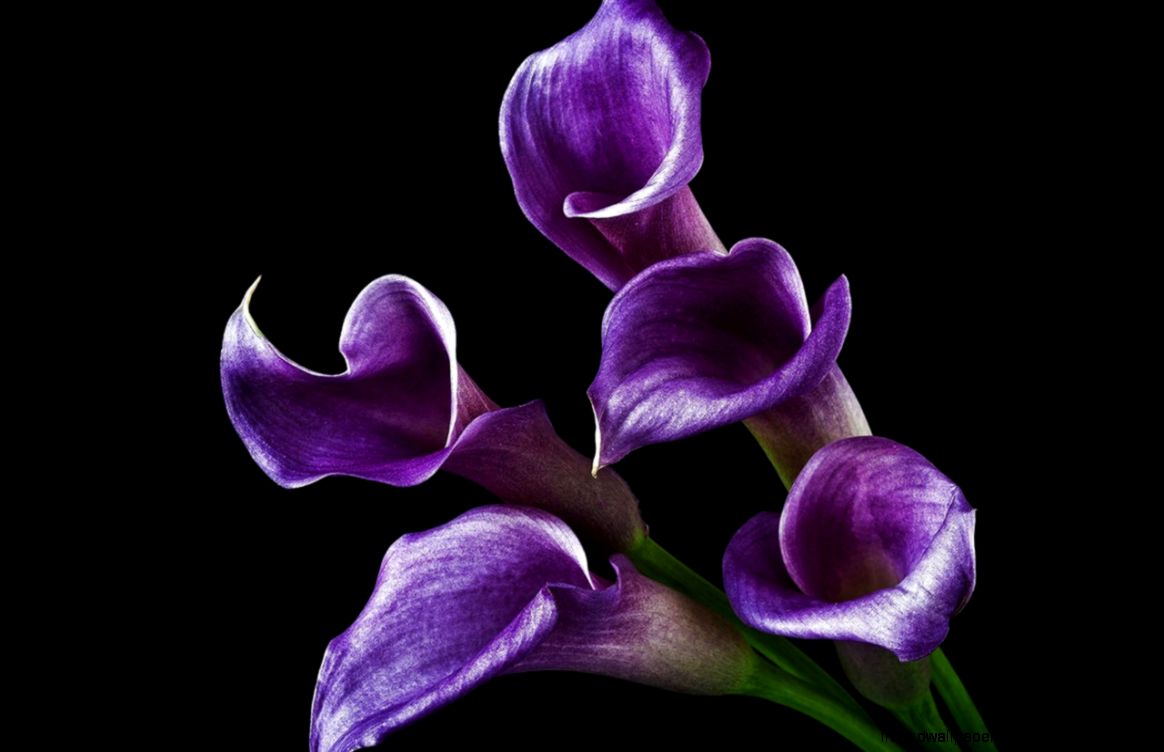 Purple Calla Lily Purple Calla Lily