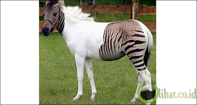 Albino Zebra Albino Zebra