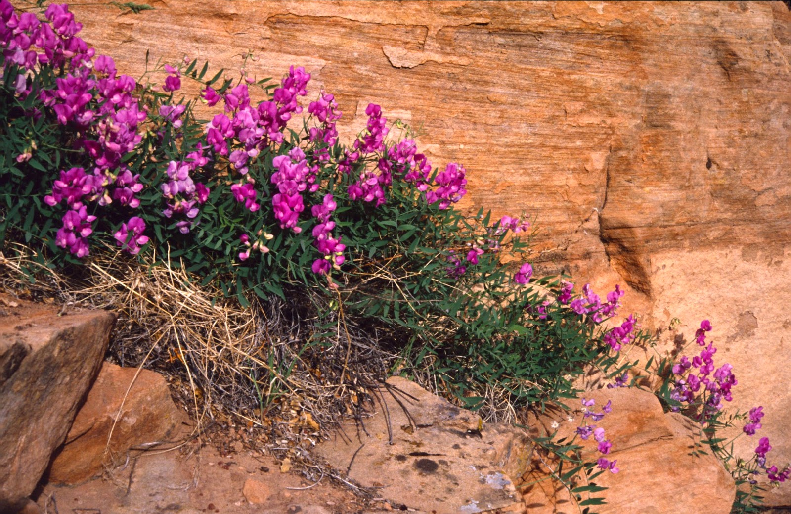 The Old Cowboy and Photography Wildflowers of Zion National Park