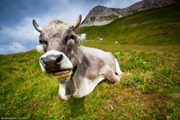 dolomites_cows_10.jpg