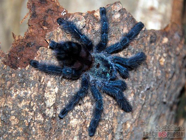 my tarantism antilles pinktoe tarantula my tarantism antilles pinktoe tarantula