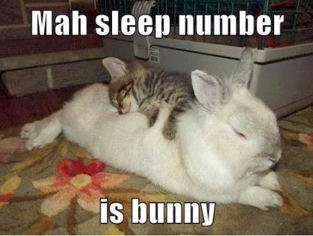 Image result for cats and sleep number beds meme