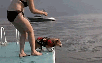 [Image: Corgi+jumping+off+dock+funny+animals+gif...+image.gif]