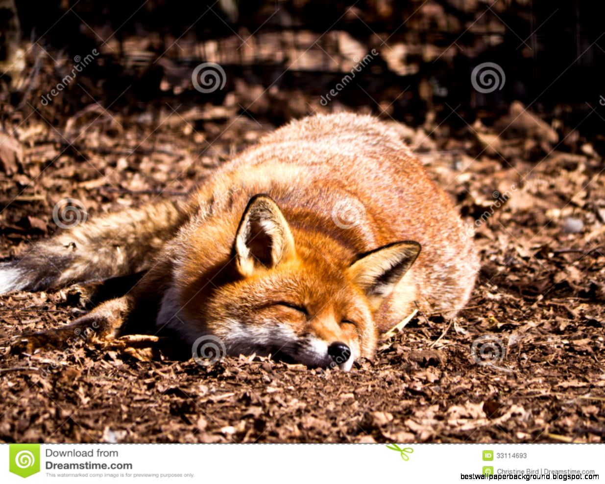 Red Fox Sleeping Royalty Free Stock Image Image 32845656 Red Fox Sleeping Royalty Free Stock Image Image 32845656
