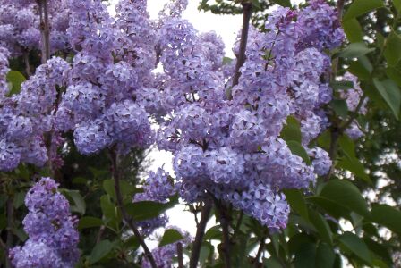 Lilas