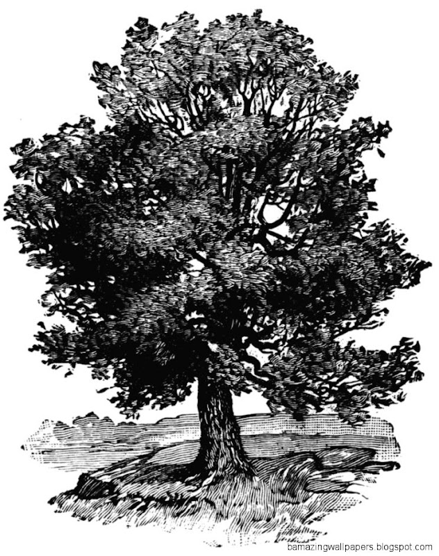 Oak Tree ClipArt ETC Oak Tree ClipArt ETC