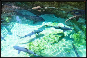 swim with dolphins orlando swim with dolphins orlando