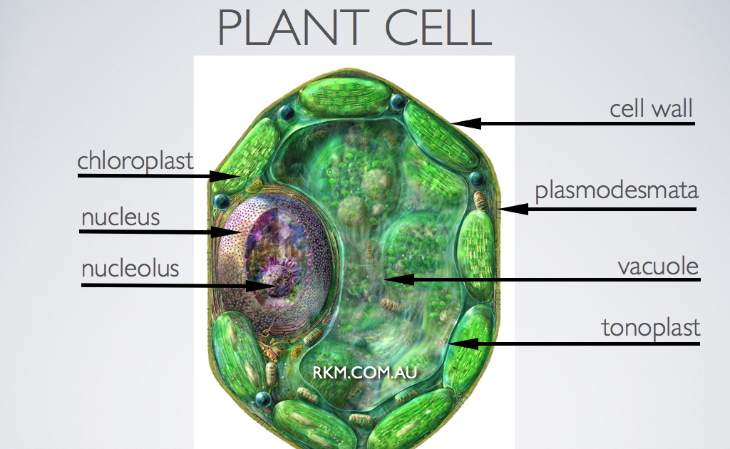 Photosynthesis Hadi Rawas The Plant Cell (How does it