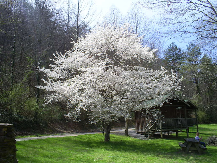 Dogwood Tree in Spring