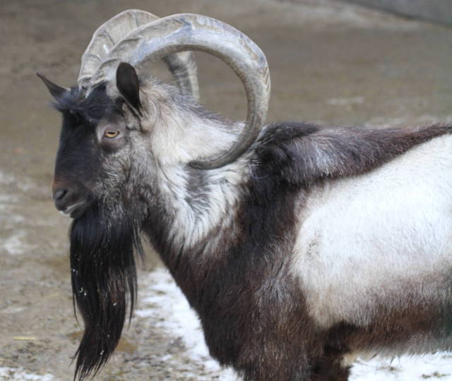 Goat Adventures Harry Potter and the History of Domesticated Goats