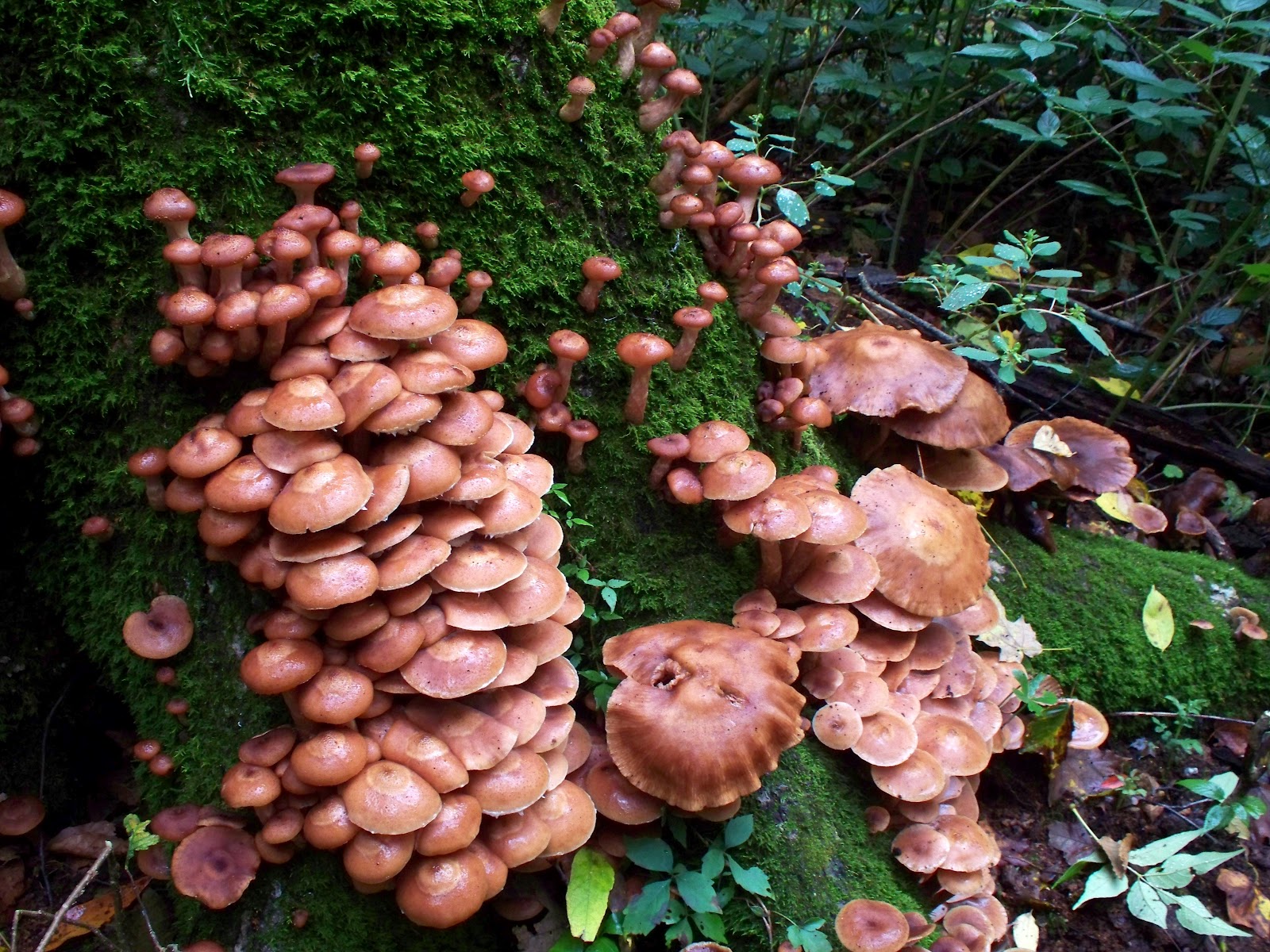 Edible wild mushrooms and plants A fine site