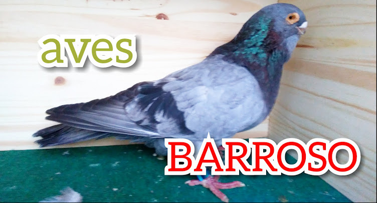 Aves Barroso - Pombos de Exposição