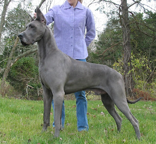 grey great dane harlequin great dane the other kind of grey great dane harlequin great dane the other kind of