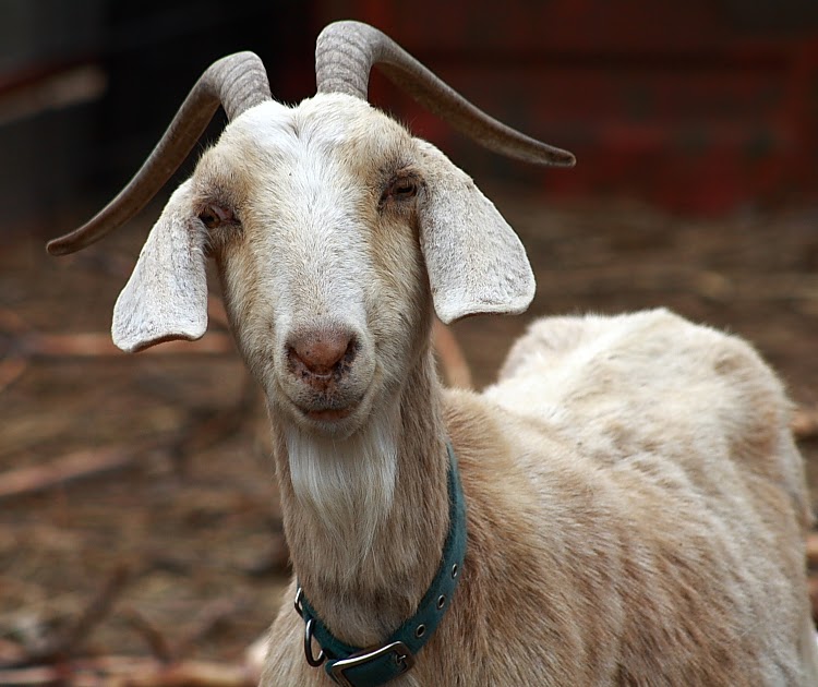 In Just 10 Leaving the Goat out in the Rain