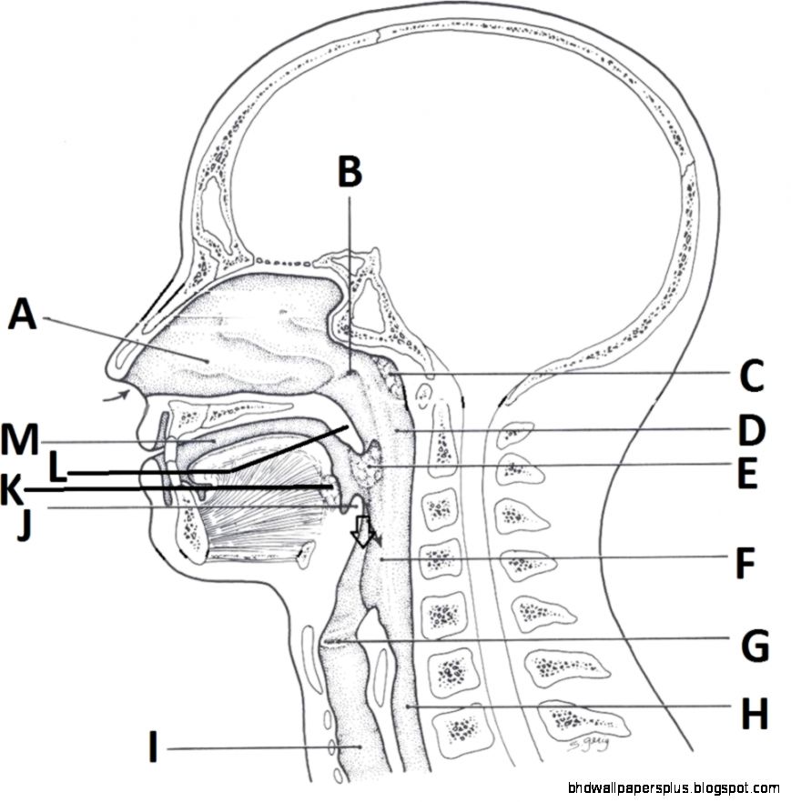 Ch 18 Respiratory Quiz ProProfs Quiz Ch 18 Respiratory Quiz ProProfs Quiz