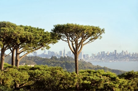 Trees and Land Use News