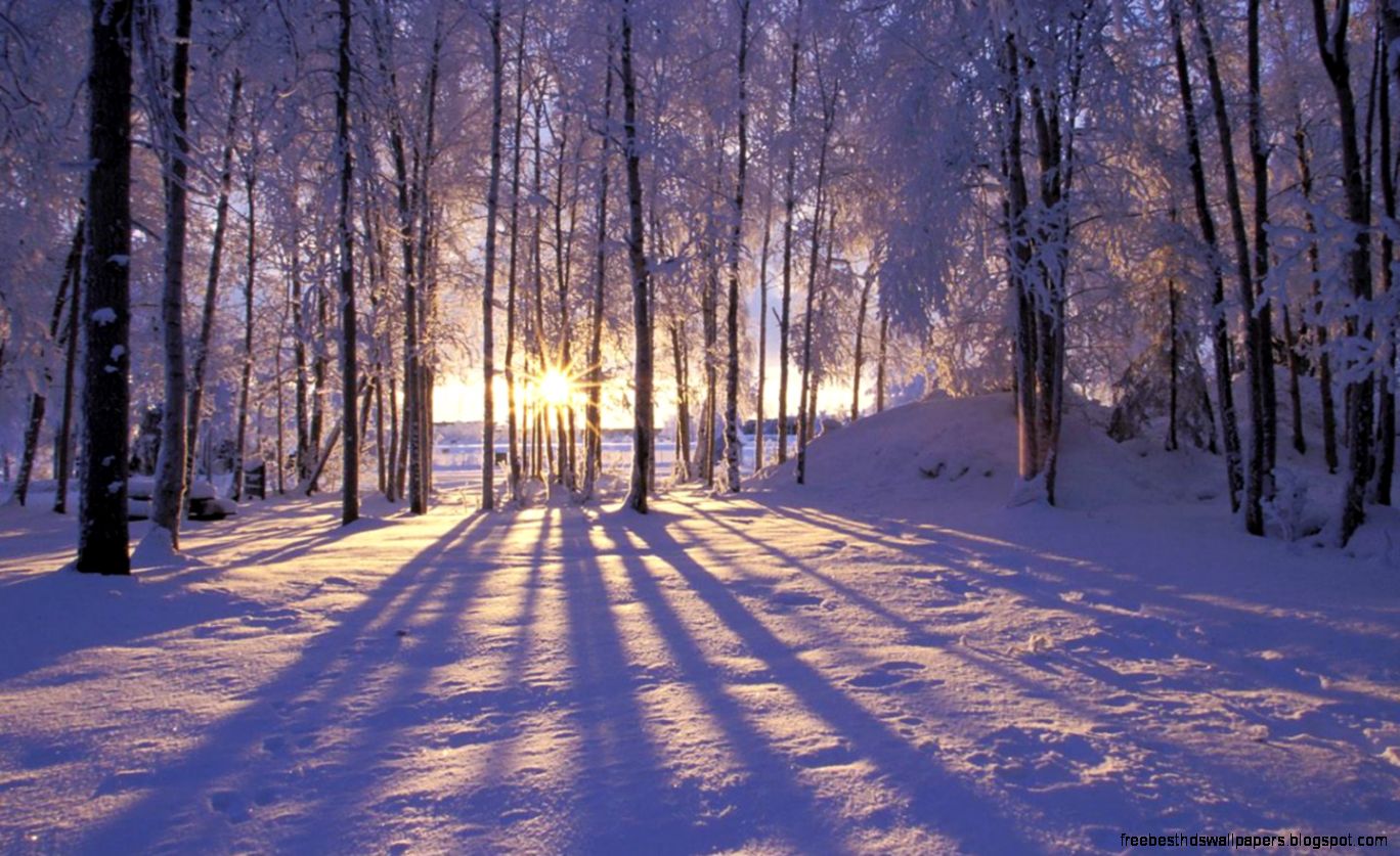 Alaska Forests Nature Shadows Snow Snow Landscapes Su Alaska Forests Nature Shadows Snow Snow Landscapes Su