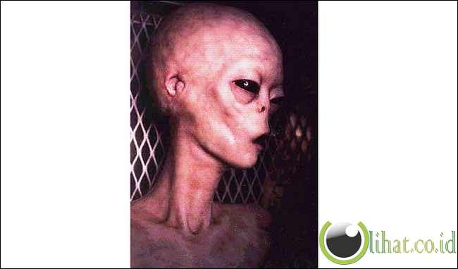 Alien Mati Ditangkap Alien Mati Ditangkap