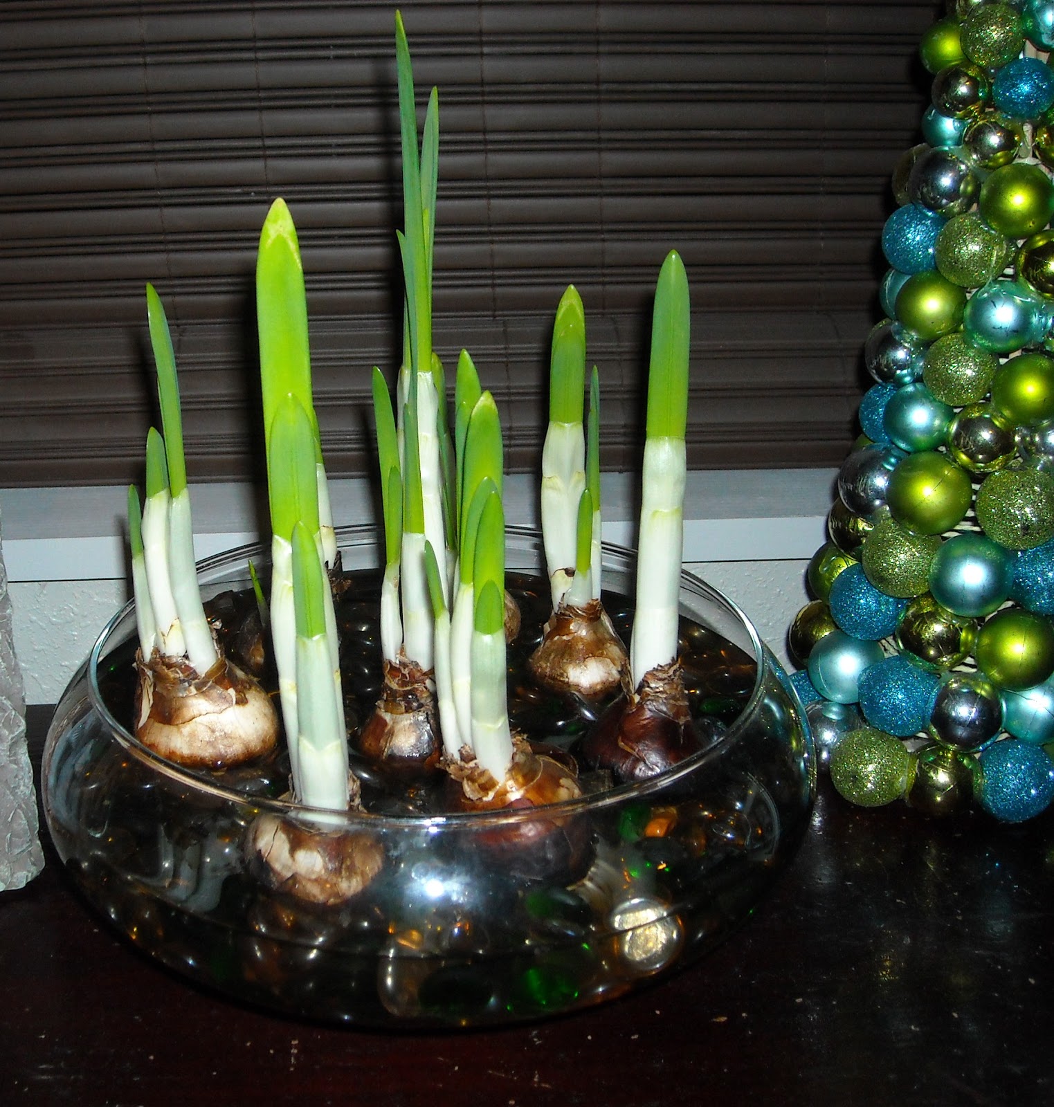 In the Garden and More Forcing Paperwhites