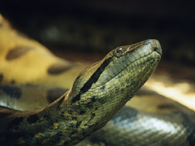 litle+anaconda+snakes+head+Wallpapers.jpg