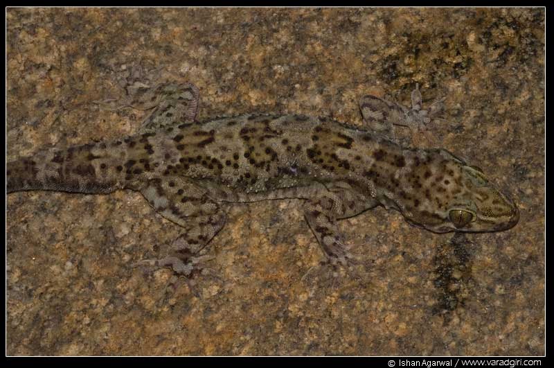 Species New to Science [Herpetology • 2011] Hemidactylus graniticolus
