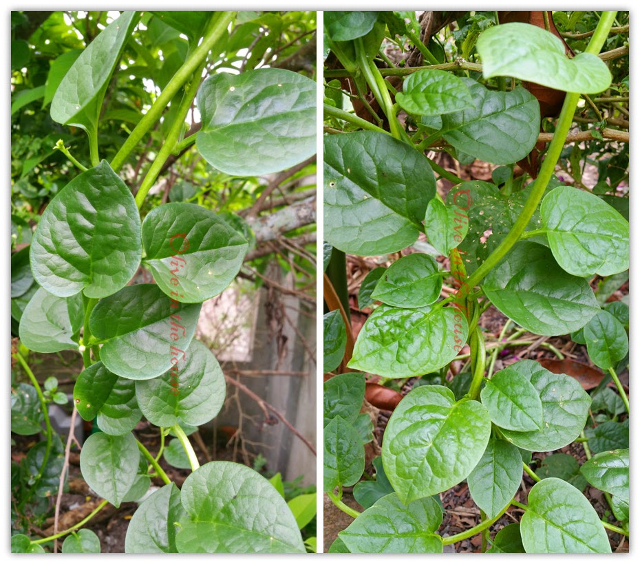 Olive in the house Green Malabar spinach (Basella alba)