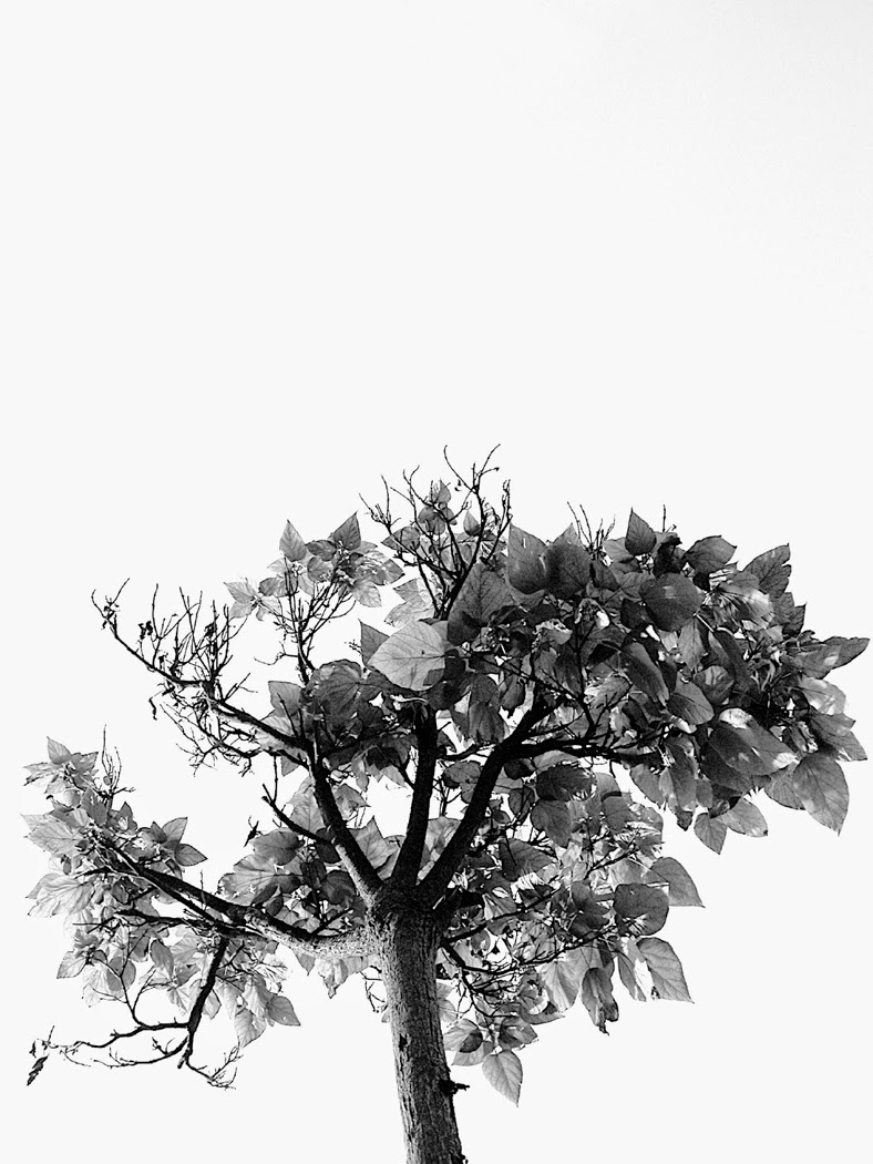 Speak Laurie Halse Anderson