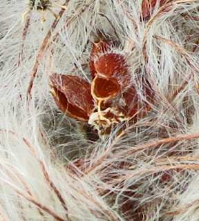 Close up of the seeds in the fluff of Old Man's Beard.