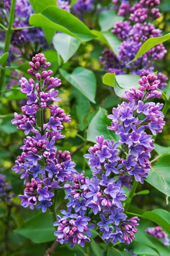 A Pew Perspective Saturday Lilacs Bloom