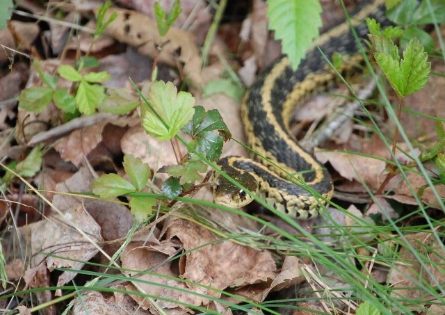 SilverLining - about a New England pond: Snake in the Grass