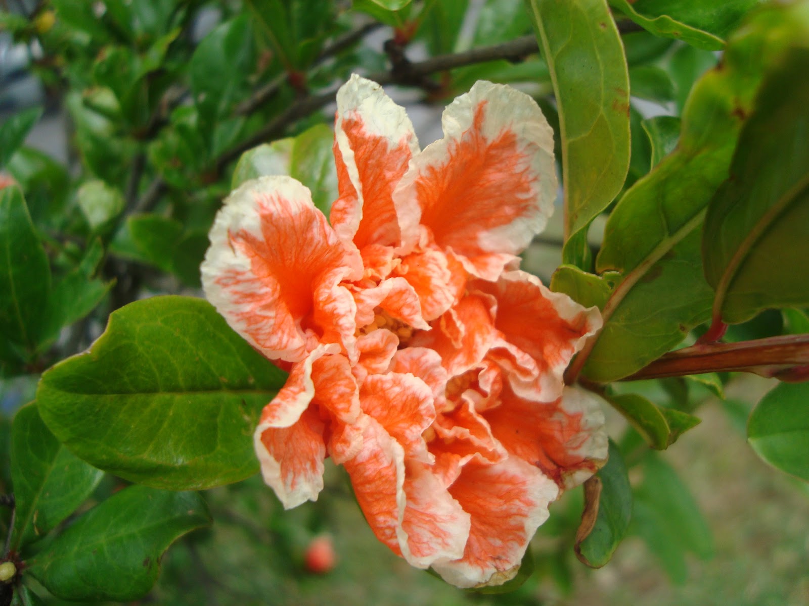 Granado de Flor (Punica Granatum) Arbusto de flor desconocido