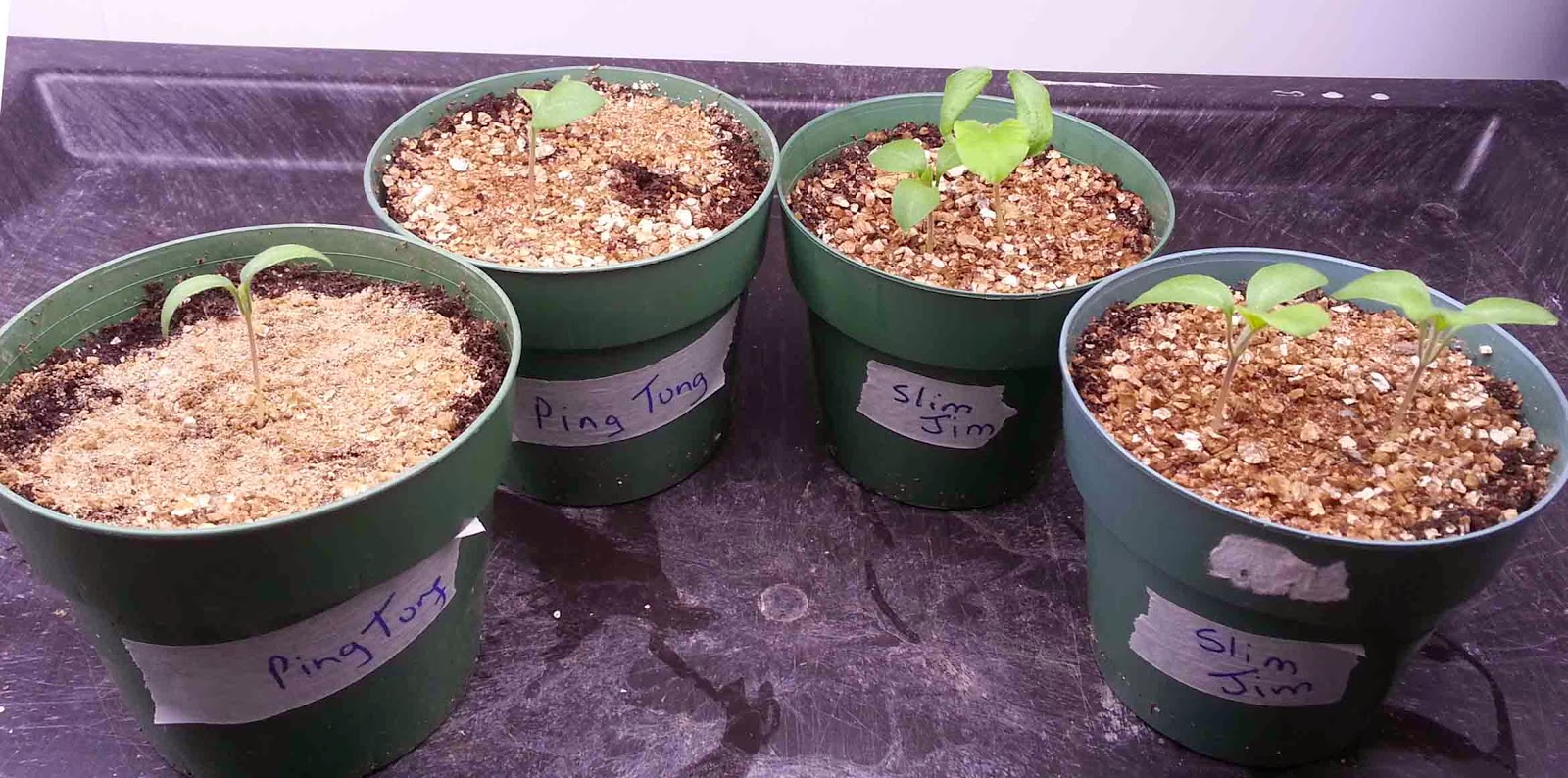 The Gardening Me Sowing Eggplant