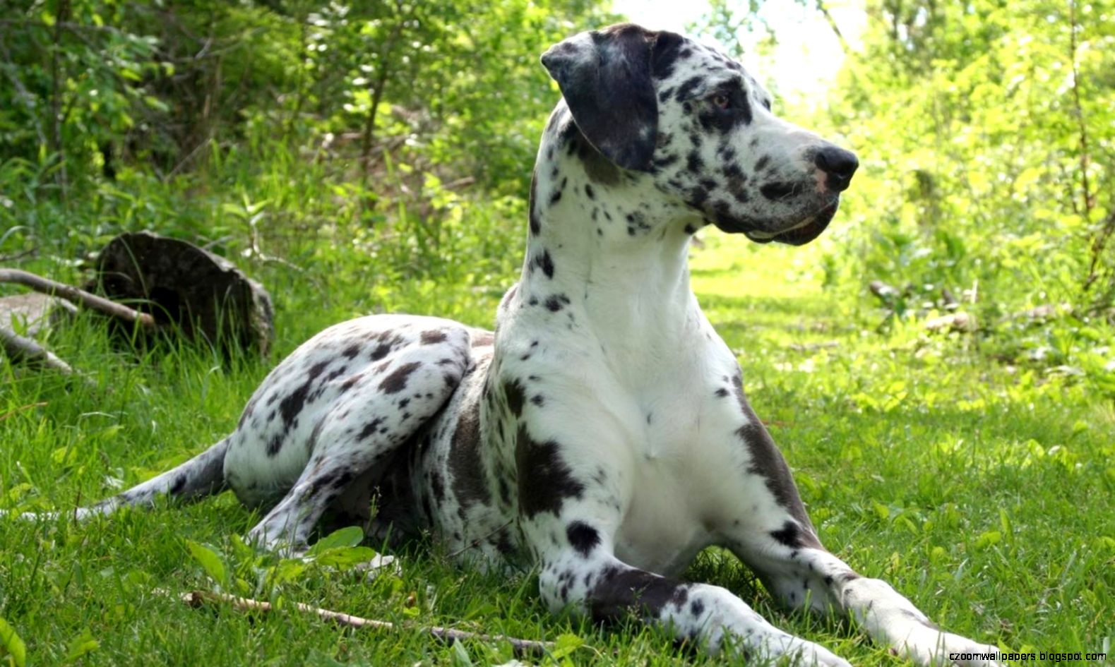 Image gallery for great dane computer wallpaper Image gallery for great dane computer wallpaper