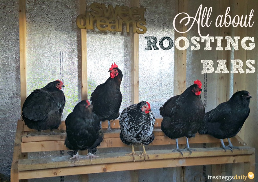 All about Roosting Bars in your Chicken Coop Fresh Eggs Daily